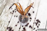 Tangy Blueberry Eggplant Jerky